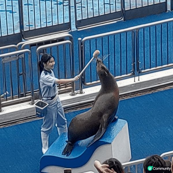 海洋公園一日遊，真的太美好，可以趕得切睇海洋動物表演，勾起不...