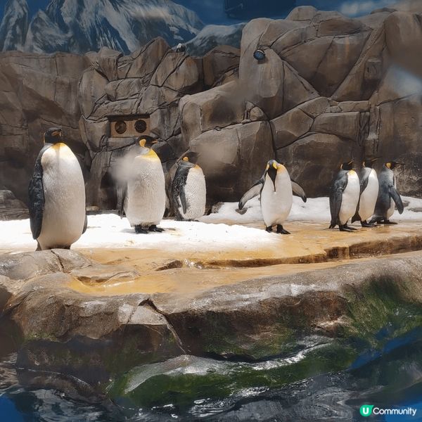 海洋公園一日遊，真的太美好，可以趕得切睇海洋動物表演，勾起不...