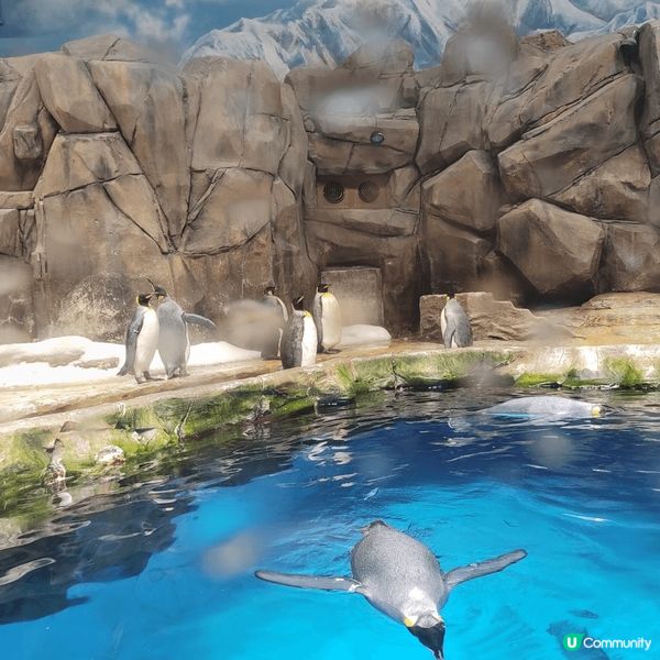 海洋公園一日遊，真的太美好，可以趕得切睇海洋動物表演，勾起不...