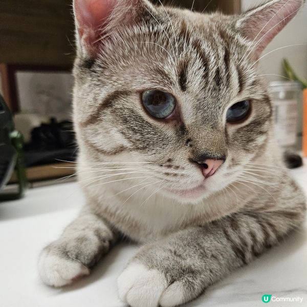 愛上貓貓的事❤️