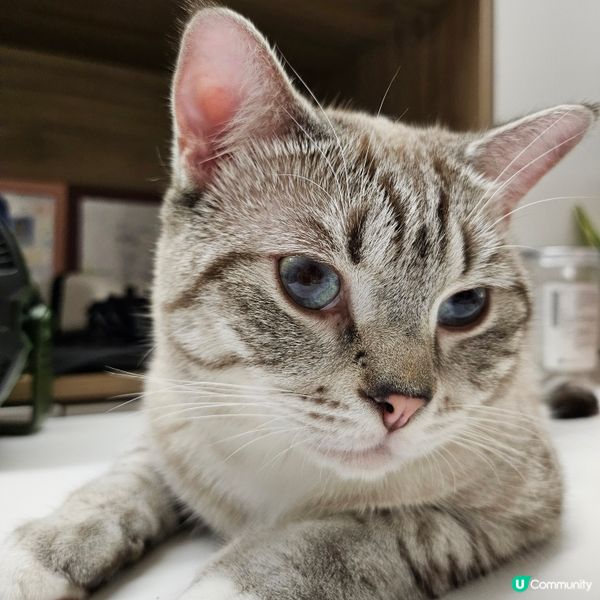 愛上貓貓的事❤️