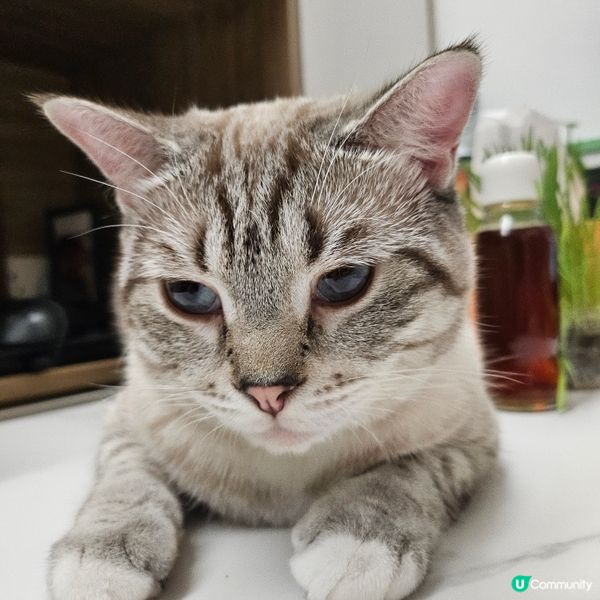 愛上貓貓的事❤️