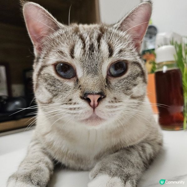 愛上貓貓的事❤️