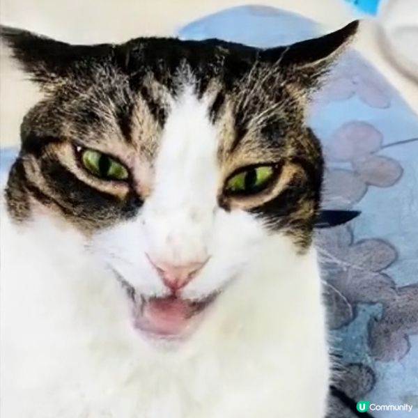 🎤 洗腦神曲！神奇Apps，令麻甩包都識唱歌！ 🤪