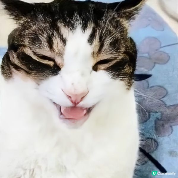 🎤 洗腦神曲！神奇Apps，令麻甩包都識唱歌！ 🤪