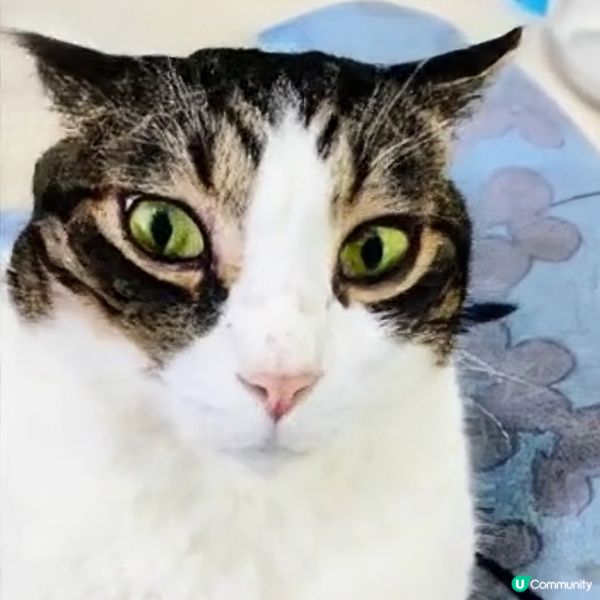 🎤 洗腦神曲！神奇Apps，令麻甩包都識唱歌！ 🤪