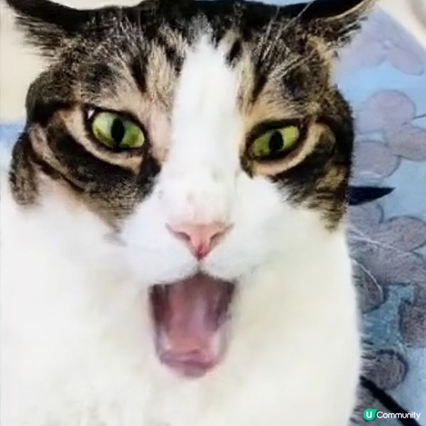 🎤 洗腦神曲！神奇Apps，令麻甩包都識唱歌！ 🤪