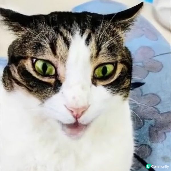 🎤 洗腦神曲！神奇Apps，令麻甩包都識唱歌！ 🤪