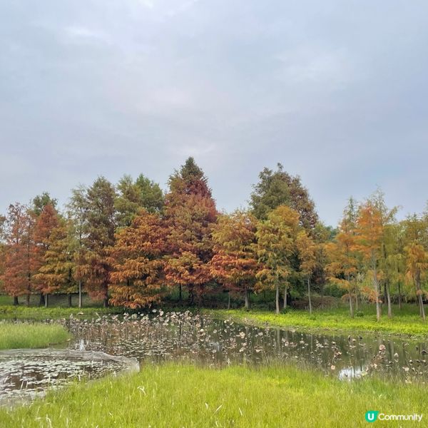 【📣小編日常：交通方便睇🍁紅葉】