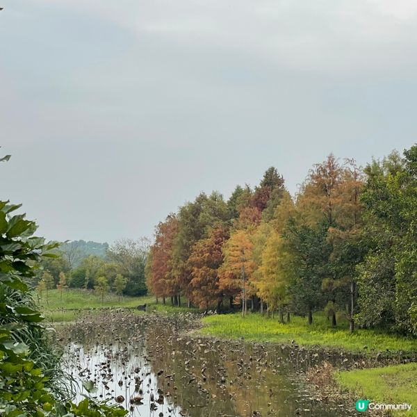 【📣小編日常：交通方便睇🍁紅葉】