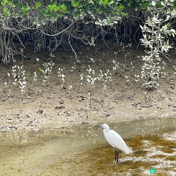 【📣小編日常：交通方便睇🍁紅葉】