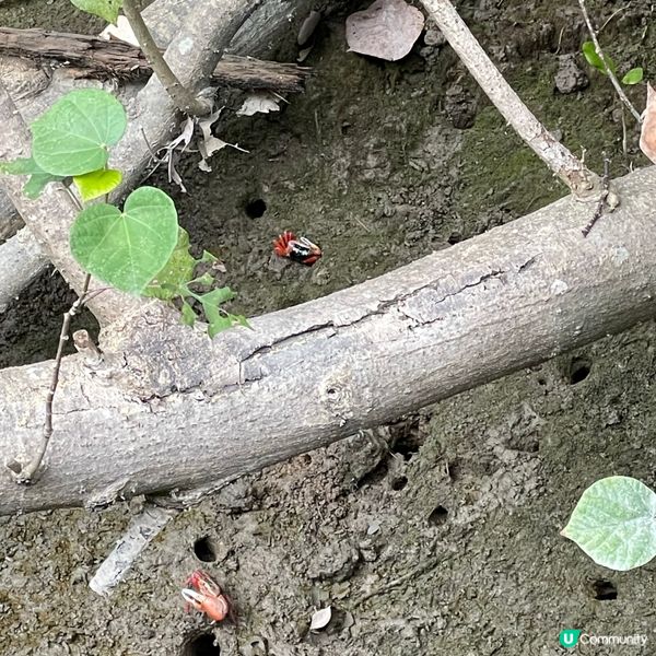 【📣小編日常：交通方便睇🍁紅葉】