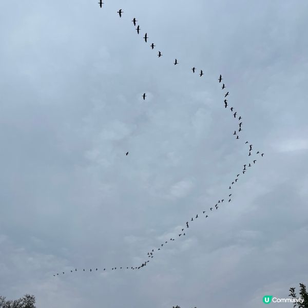 【📣小編日常：交通方便睇🍁紅葉】