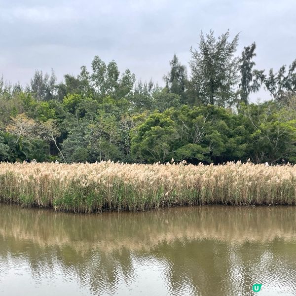 【📣小編日常：交通方便睇🍁紅葉】