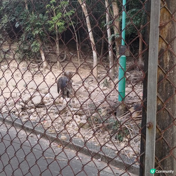 ## 黃竹坑配水庫日落🌇打卡必去景色超唯美💜💜💜💜