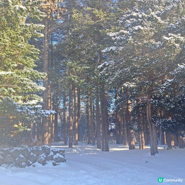 北海道神宮必食😋 神宮茶屋牛乳雪糕🍦 福餅🤤參拜神宮