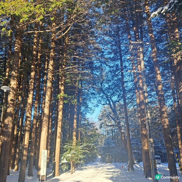 北海道神宮必食😋 神宮茶屋牛乳雪糕🍦 福餅🤤參拜神宮