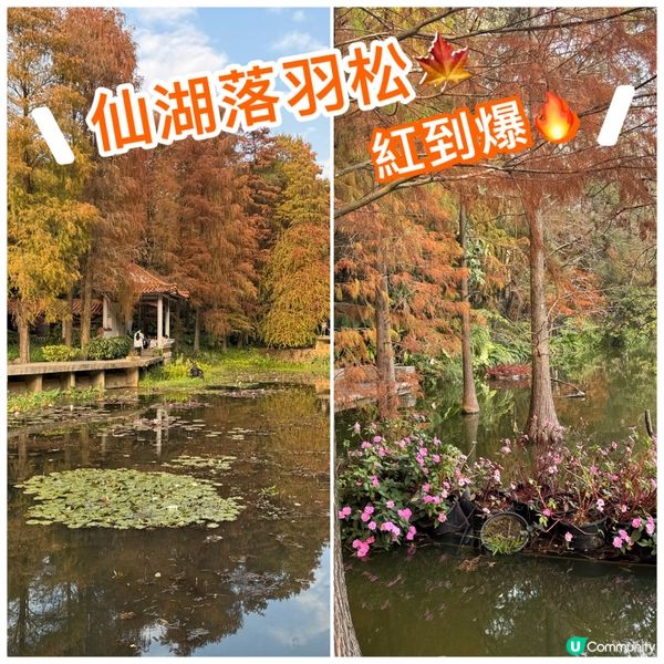 仙湖落羽杉🍁  紅到爆🔥