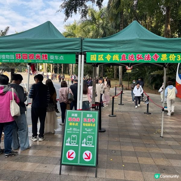 仙湖落羽杉🍁  紅到爆🔥