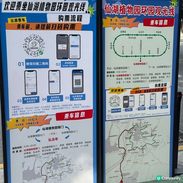 仙湖落羽杉🍁  紅到爆🔥