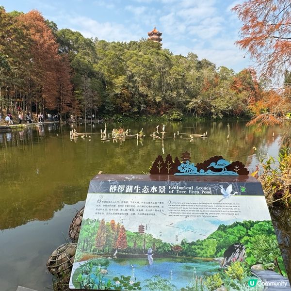 仙湖落羽杉🍁  紅到爆🔥