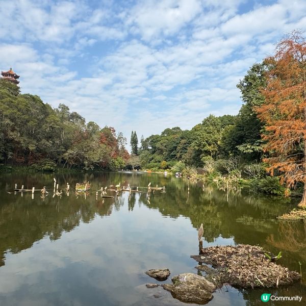 仙湖落羽杉🍁  紅到爆🔥