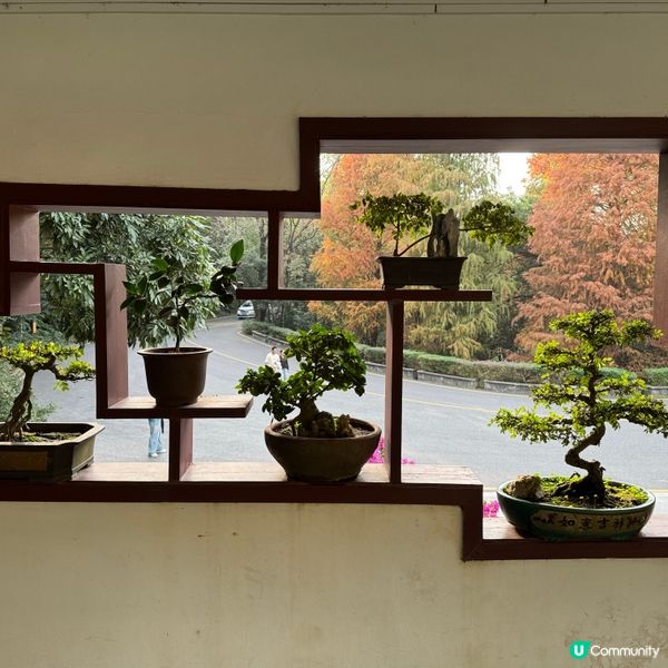 仙湖落羽杉🍁  紅到爆🔥