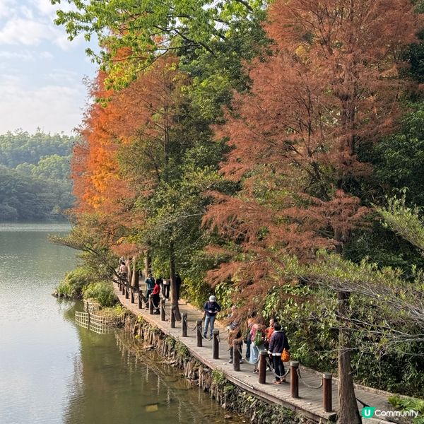 仙湖落羽杉🍁  紅到爆🔥