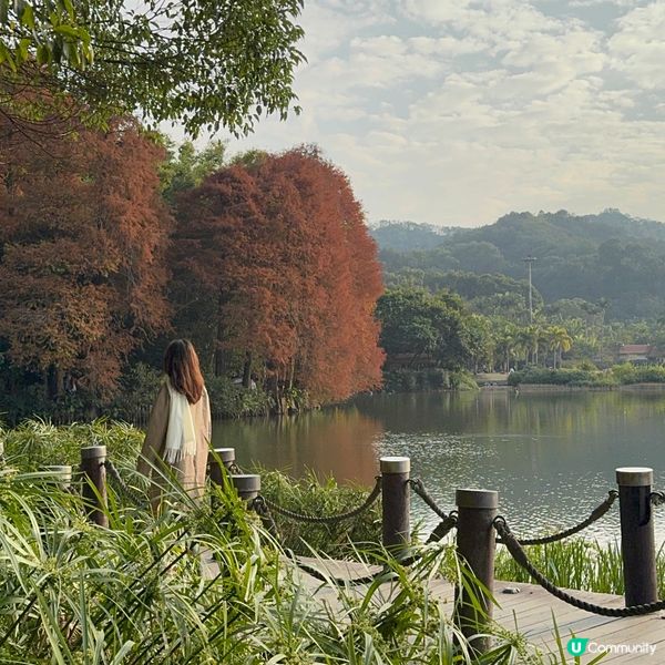 仙湖落羽杉🍁  紅到爆🔥