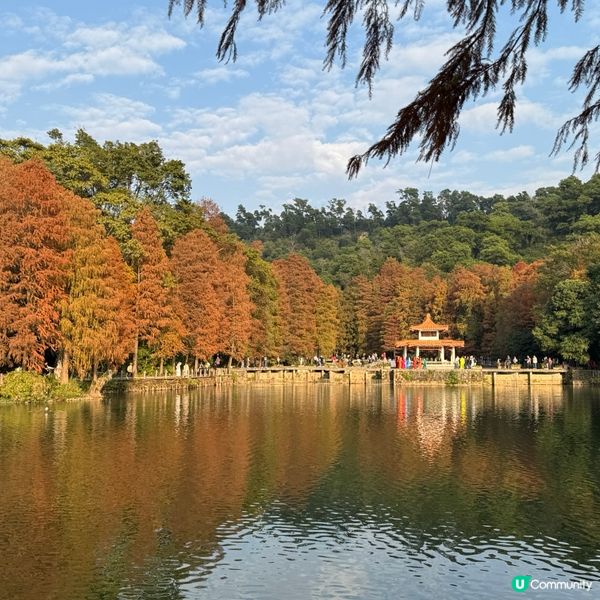 仙湖落羽杉🍁  紅到爆🔥