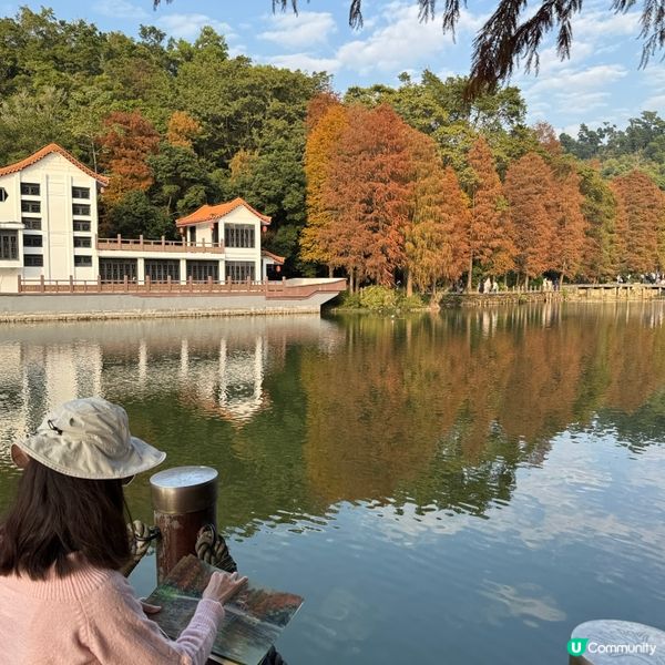 仙湖落羽杉🍁  紅到爆🔥