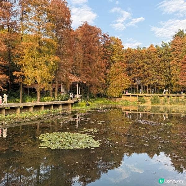 仙湖落羽杉🍁  紅到爆🔥