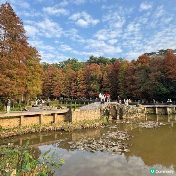仙湖落羽杉🍁  紅到爆🔥