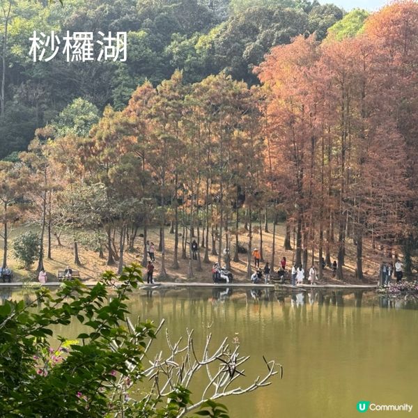 仙湖落羽杉🍁  紅到爆🔥