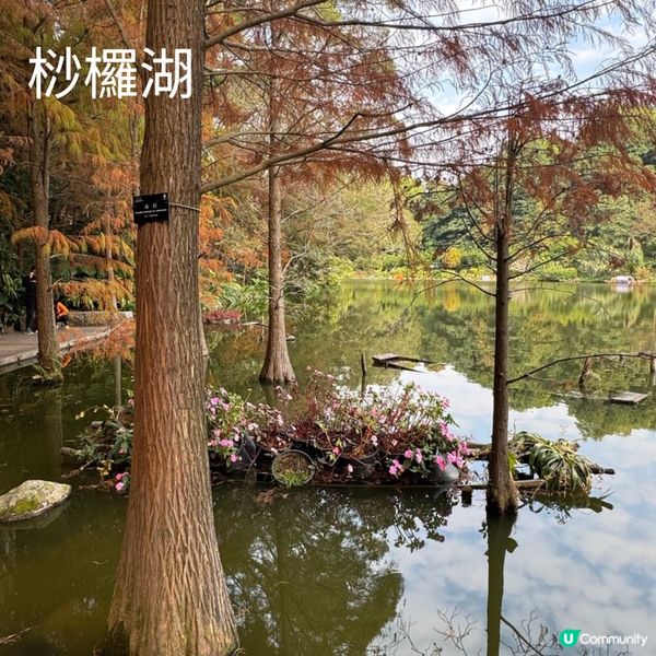 仙湖落羽杉🍁  紅到爆🔥