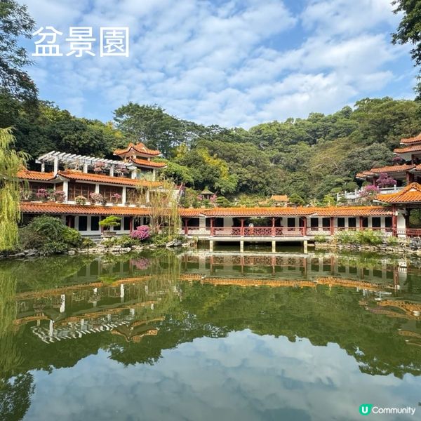 仙湖落羽杉🍁  紅到爆🔥