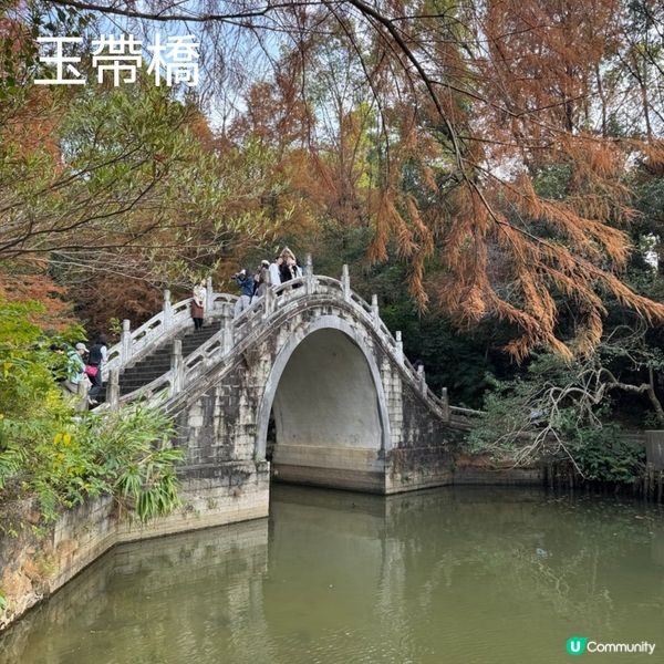 仙湖落羽杉🍁  紅到爆🔥