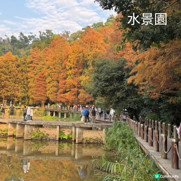 仙湖落羽杉🍁  紅到爆🔥