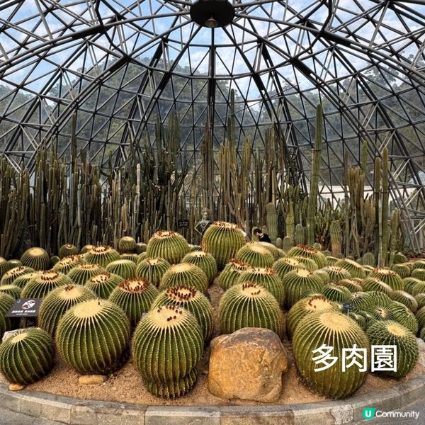 仙湖落羽杉🍁  紅到爆🔥