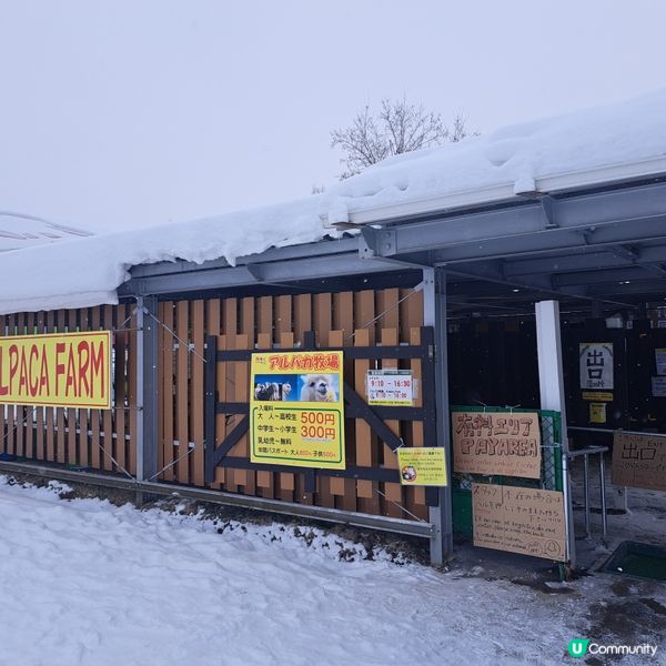 北海道四季彩之丘❄️ 自駕雪車體驗！