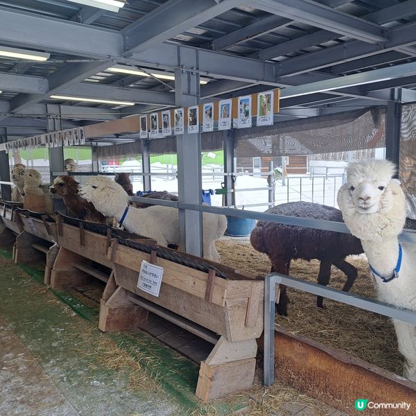 北海道四季彩之丘❄️ 自駕雪車體驗！