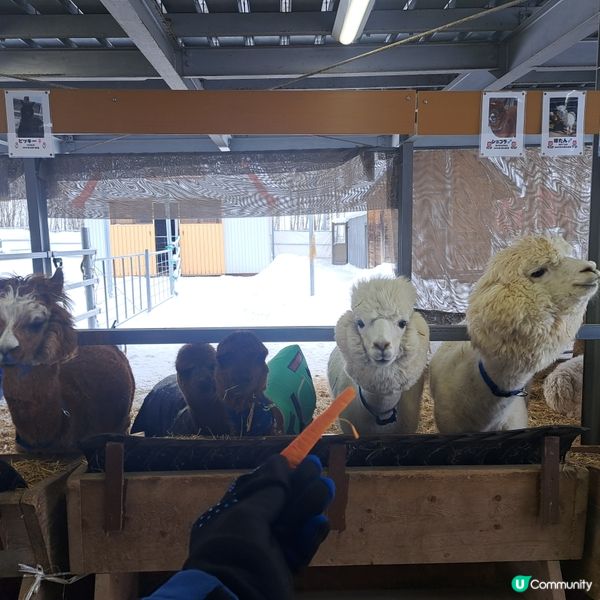 北海道四季彩之丘❄️ 自駕雪車體驗！