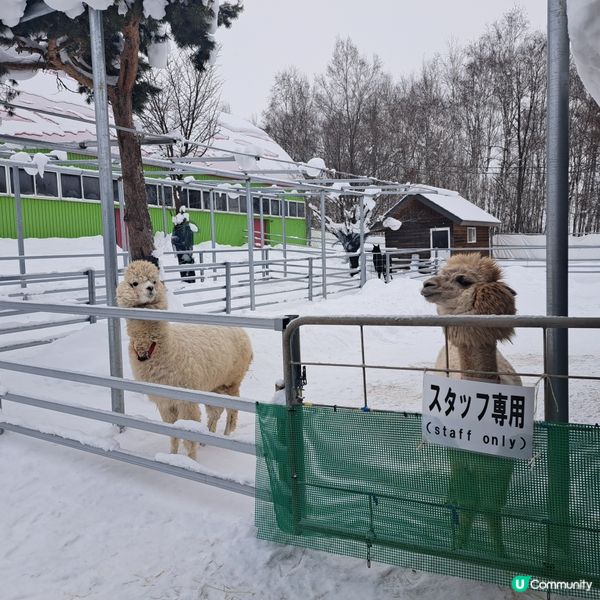 北海道四季彩之丘❄️ 自駕雪車體驗！