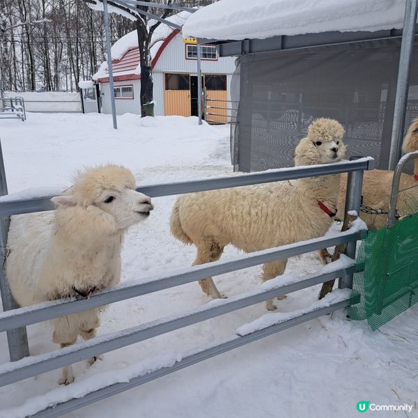 北海道四季彩之丘❄️ 自駕雪車體驗！