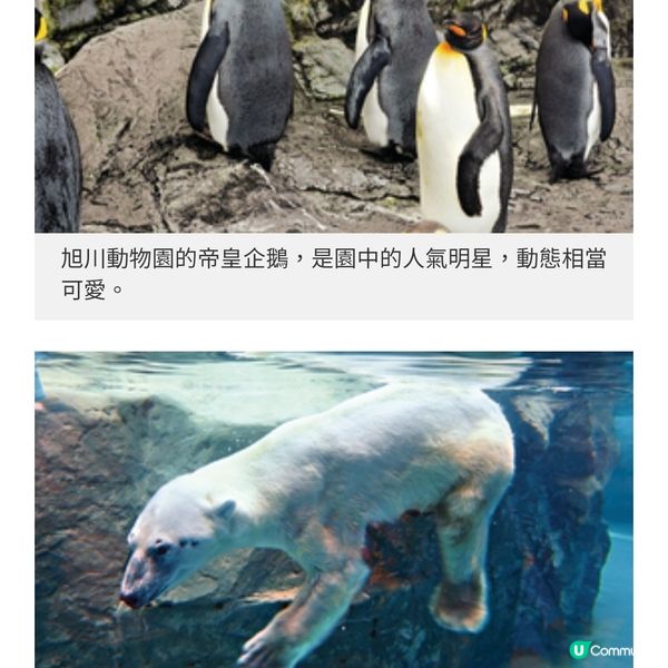 日本直擊北海道旭川探動物 冬季 型宿體驗地道風味