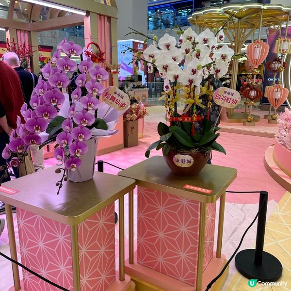 🐍蛇年 🌸花開富貴🏮🎊