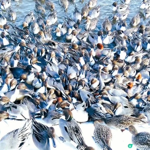 新潟冬日必去！🦢❄️ 瓢湖天鵝在飛舞