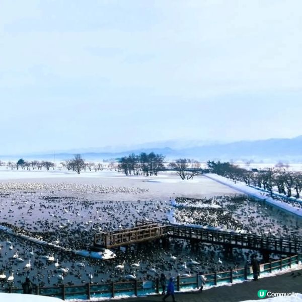 新潟冬日必去！🦢❄️ 瓢湖天鵝在飛舞