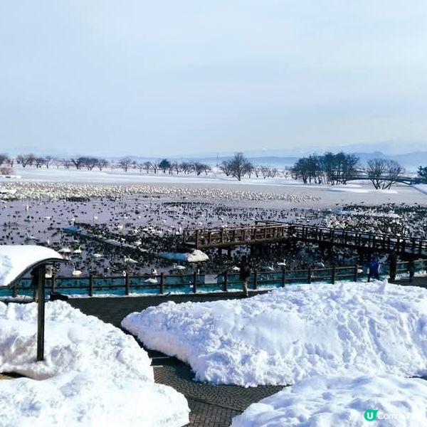 新潟冬日必去！🦢❄️ 瓢湖天鵝在飛舞
