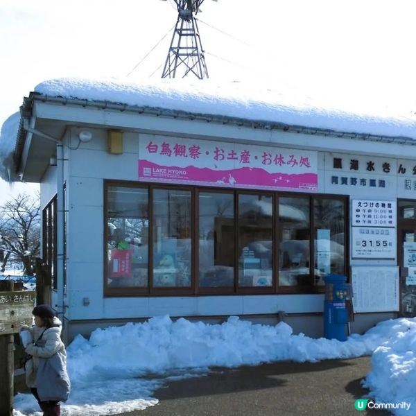 新潟冬日必去！🦢❄️ 瓢湖天鵝在飛舞